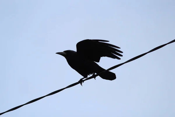 Silhouette Einer Krähe Die Von Einem Draht Fliegt — Stockfoto