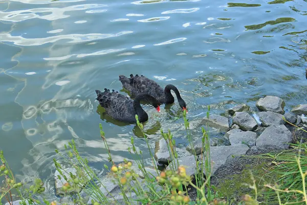 Stattliche Schwäne Einem Parkteich — Stockfoto