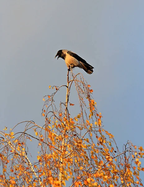 Corvo Canta Uma Canção Solo Topo Vidoeiro — Fotografia de Stock