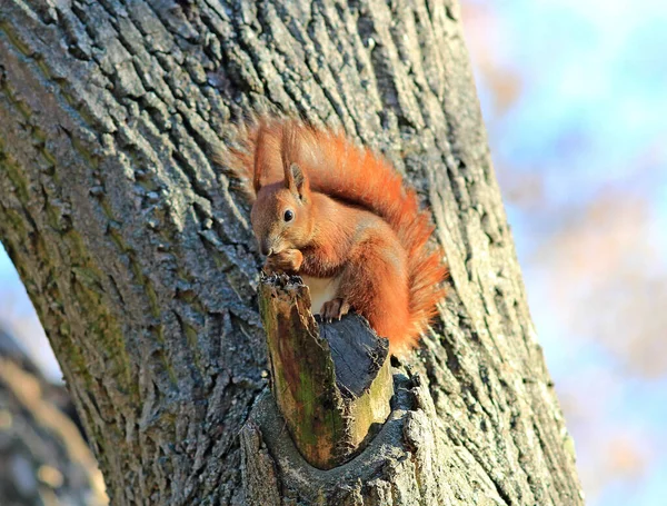 Eichhörnchen Nagt Leckeres Nutlet — Stockfoto