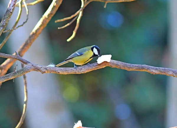 Meme faresi yağları zevkle yer.