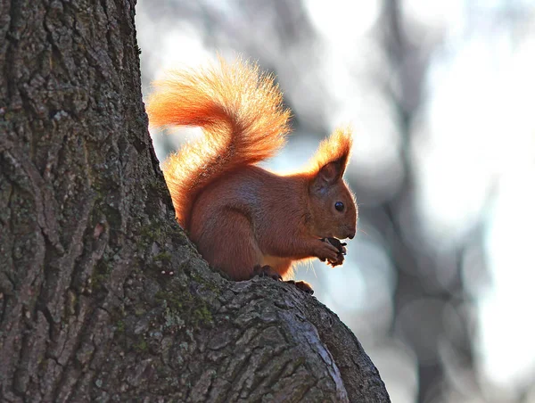 Squirrel Branch Eating Delicious Nut — Stock Photo, Image