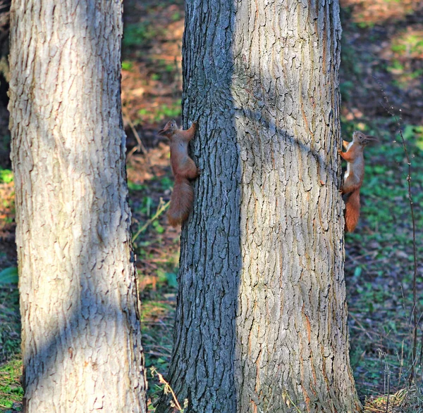 Белка Веселится Дереве Осеннем Парке — стоковое фото
