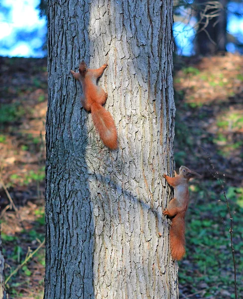 松鼠在秋天公园的树上玩乐 — 图库照片