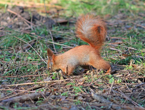 Écureuil Dans Herbe Cache Une Délicieuse Noix — Photo