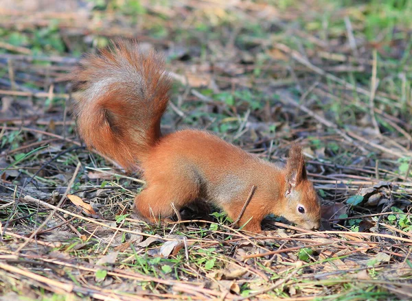 Eichhörnchen Gras Versteckt Eine Köstliche Nuss — Stockfoto