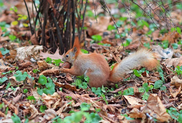 Ekorren Hittade Läcker Nöt Gräset — Stockfoto