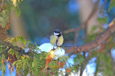 tit resting on a branch in the forest