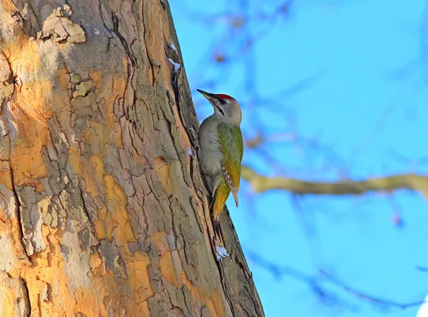 啄木鸟清除松树枝上的虫子 — 图库照片