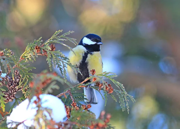 Tit Resting Branch Forest — Stockfoto