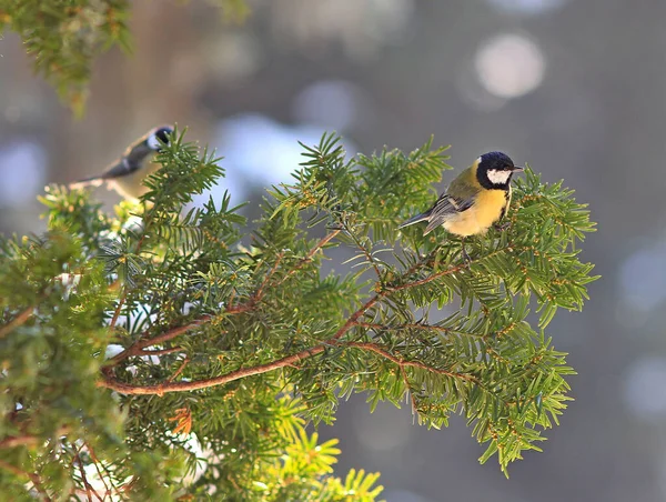 Tit Resting Branch Forest —  Fotos de Stock