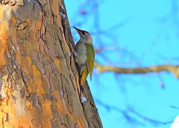 啄木鸟清除松树枝上的虫子 — 图库照片