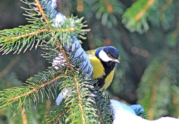 tit resting on a branch in the forest