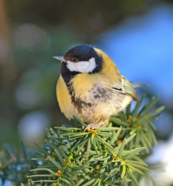 Tit Resting Branch Forest — Stockfoto