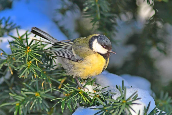 Tit Resting Branch Forest Fotos de stock libres de derechos