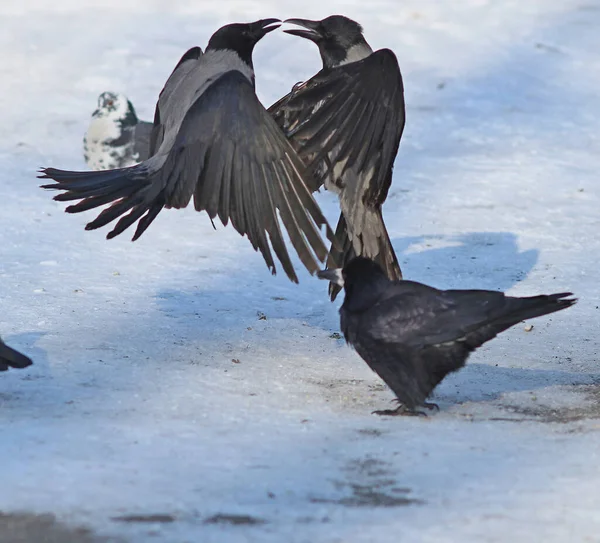 Pelea Perros Entre Dos Cuervos Por Comida Deliciosa — Foto de Stock