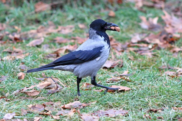 Beautiful Crow Found Delicious Nut — Stock Photo, Image