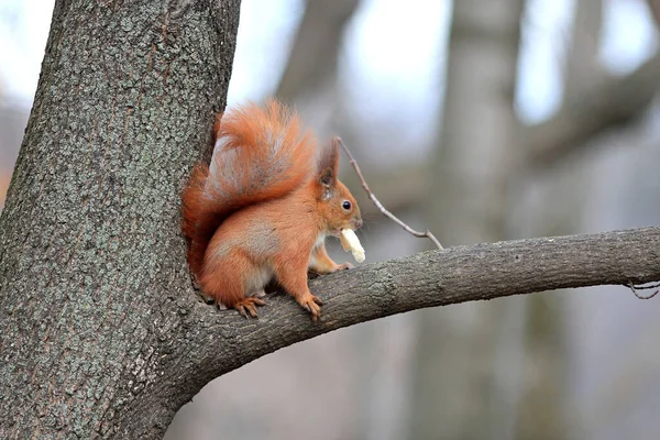 Écureuil Ronge Morceau Pain Sur Une Branche Arbre — Photo