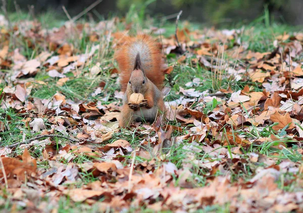 Esquilo Bonito Encontrou Uma Deliciosa Noz — Fotografia de Stock