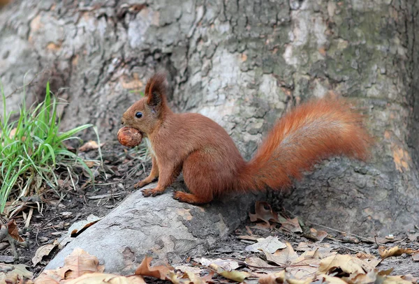 Esquilo Rói Uma Deliciosa Noz Nas Raízes Uma Grande Árvore — Fotografia de Stock