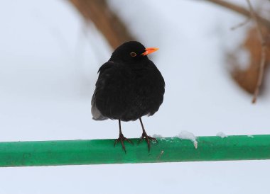 Siyah ardıç kuşu karla kaplı bir parkın arka planında