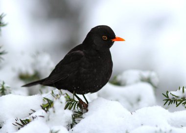 Siyah ardıç kuşu karla kaplı bir parkın arka planında
