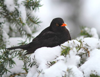 Siyah ardıç kuşu karla kaplı bir parkın arka planında