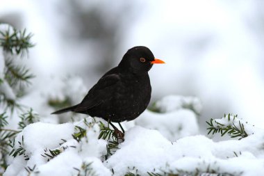 Siyah ardıç kuşu karla kaplı bir parkın arka planında