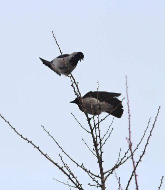 İki karga rahat bir dal için kavga eder.