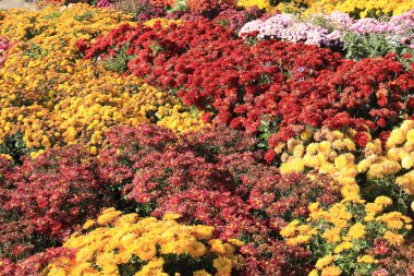 Sonbahar bahçesinde parlak bir çiçek halısı