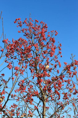 Olgunlaşmış dağ külü kümesi