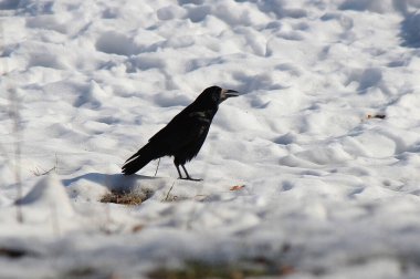 Karga baharda yüksek sesle şarkı söyler.