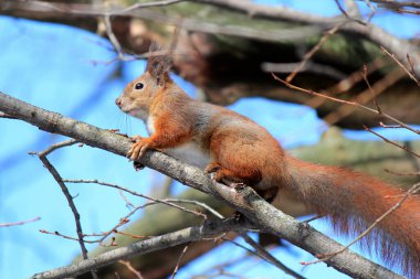 Bir bahar bahçesindeki ağaçta sincap eğleniyor.