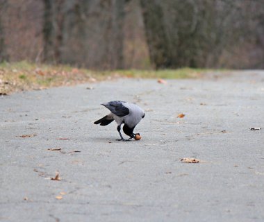 Meme faresi ellerinden yiyecek alır.