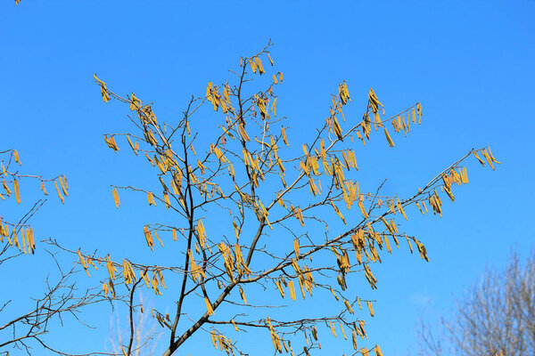 spring leafless trees with earrings  against blue sky