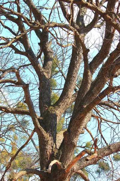 Kiev botanik bahçesinde yapraksız bahar ağaçları