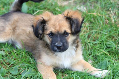 Eğlenceli bir köpek yavrusunun portresi
