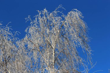 Mavi gökyüzüne karşı karla kaplı huş ağacı
