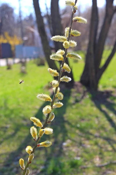 Primeras Flores Primavera Jardín Del Hogar —  Fotos de Stock