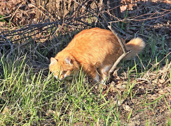 Saldırgan Yırtıcı Kedi Atlamaya Hazır — Stok fotoğraf