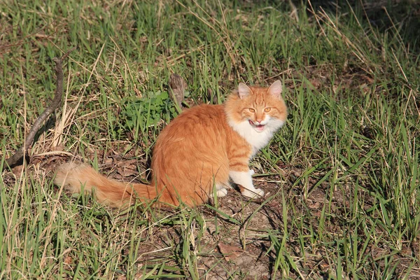 Gato Guapo Tomando Sol Los Rayos Del Sol Primavera —  Fotos de Stock