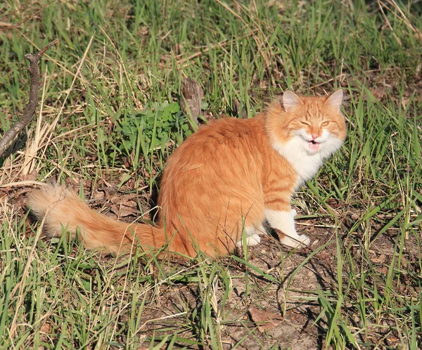 Gato Guapo Tomando Sol Los Rayos Del Sol Primavera —  Fotos de Stock