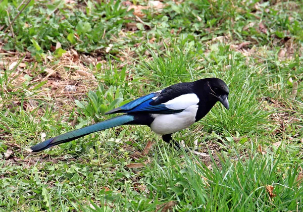 Magpie Reúne Galhos Para Novo Ninho — Fotografia de Stock