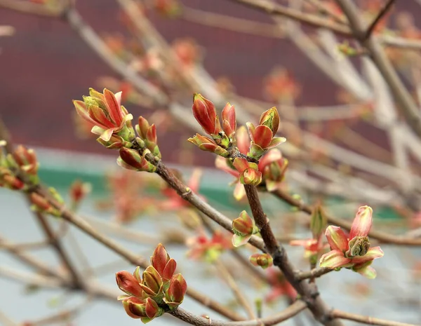 Brotes Florecientes Brillantes Árbol Primavera —  Fotos de Stock
