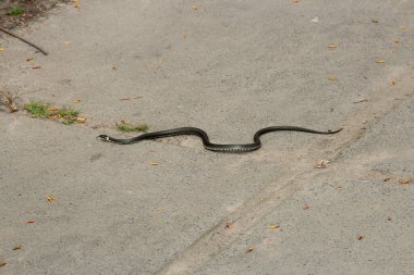 Cesur çim yılanı parkta sürünüyor.