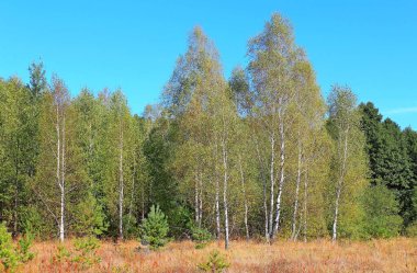 Sonbahar ormanlarının ve çayırların manzarası