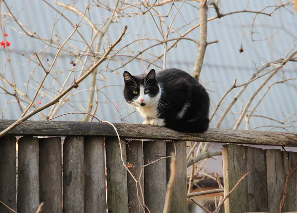 Gato Curioso Valla Examina Fotógrafo —  Fotos de Stock