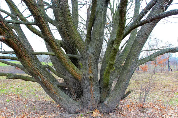 Árbol Con Numerosos Troncos Parece Ramo —  Fotos de Stock