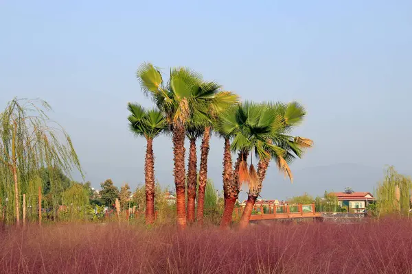 Oásis Palmeira Aldeia Turca Fethiye — Fotografia de Stock