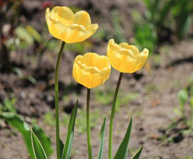 Bahçe yatağında güzel, parlak bahar laleleri